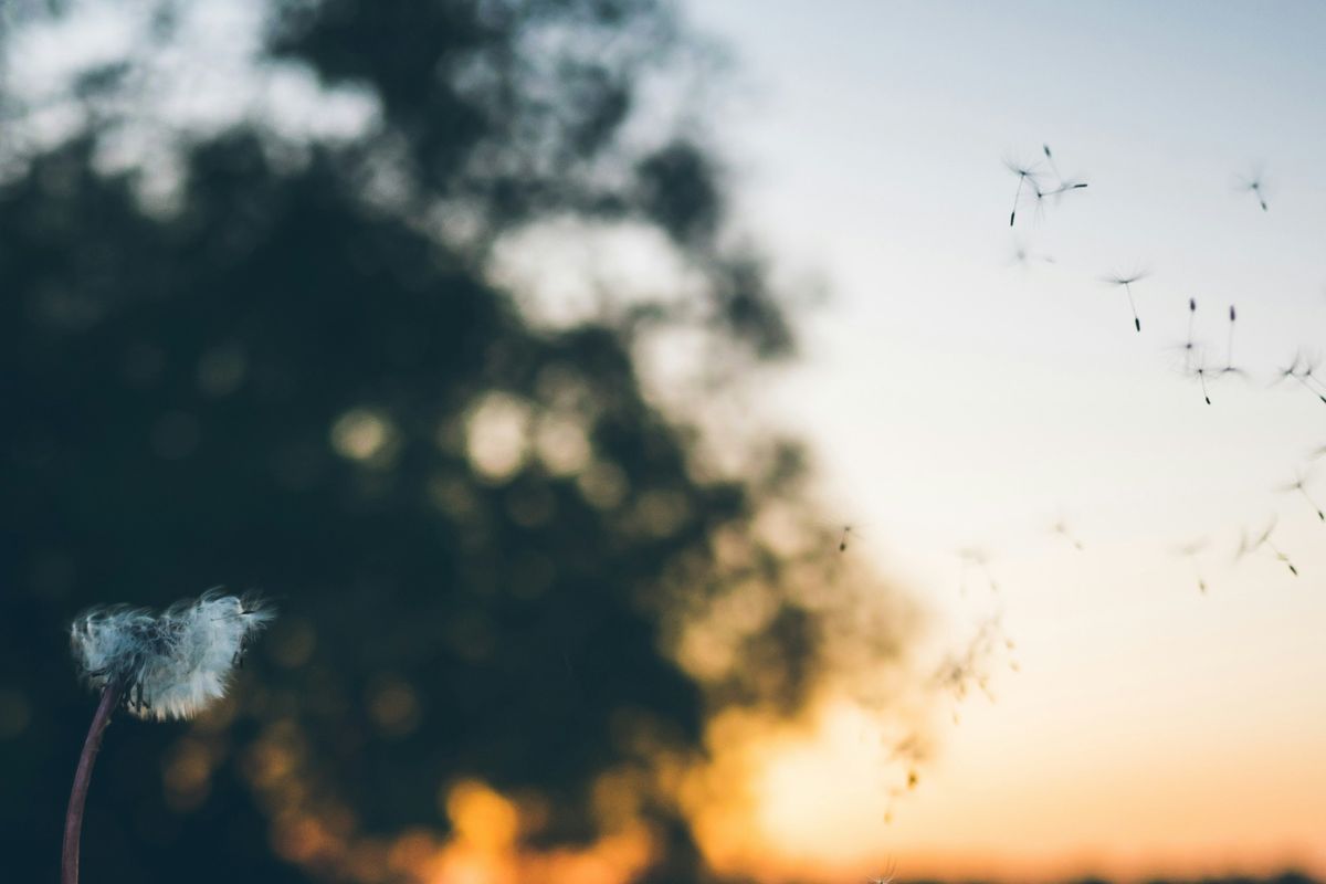 Dandelion seeds blowing away from the seed head at sunset